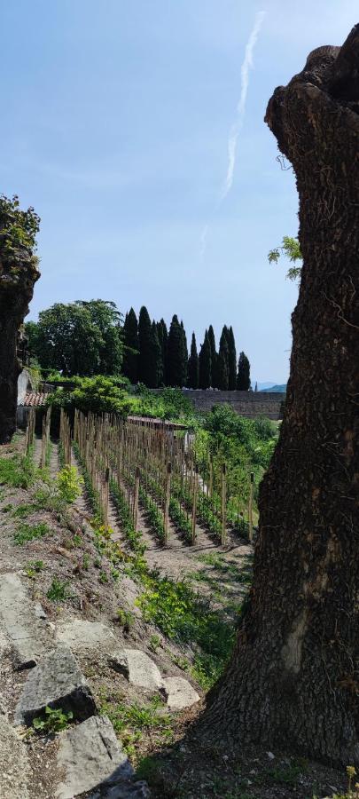 Villa Allegra Vižinada Kültér fotó