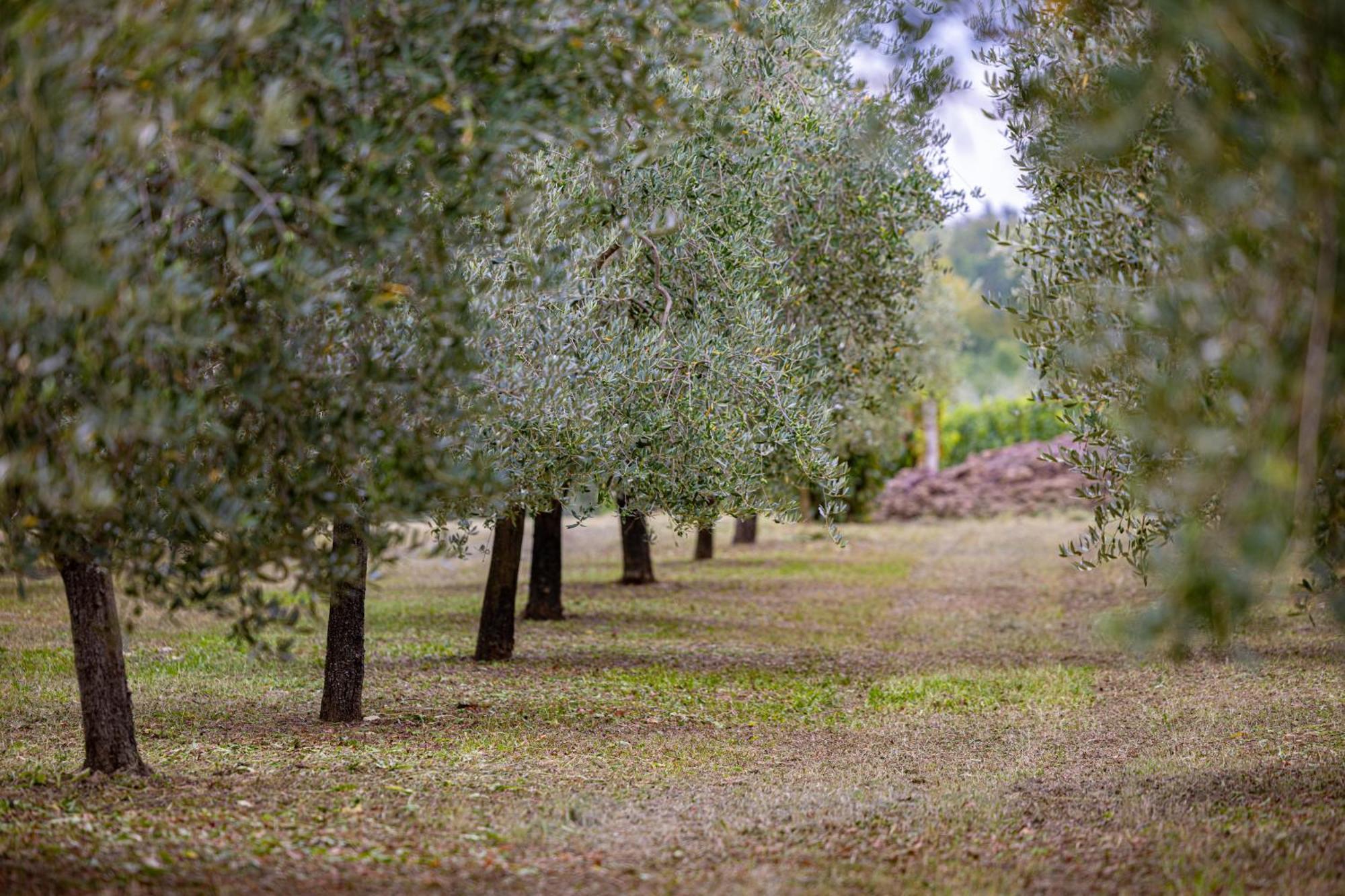 Villa Allegra Vižinada Kültér fotó